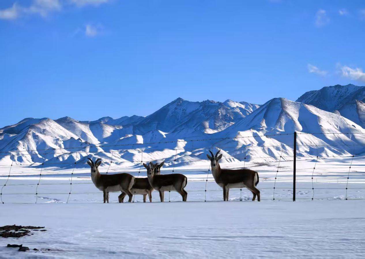 从围栏徘徊到踏雪觅食：四只鹅喉羚的“脱困之路”