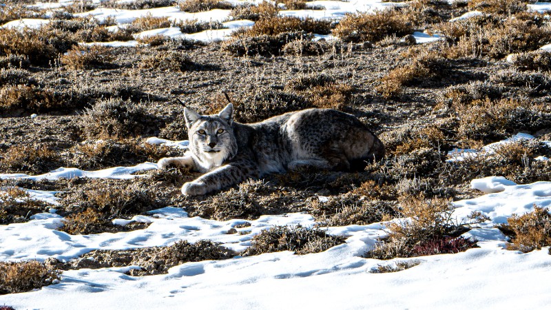 祁连山国家公园酒泉分局生灵絮语7——天地无言　尽以生灵抒怀