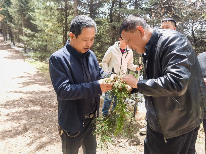 太统崆峒山管护中心开展林区有害生物调查监测工作