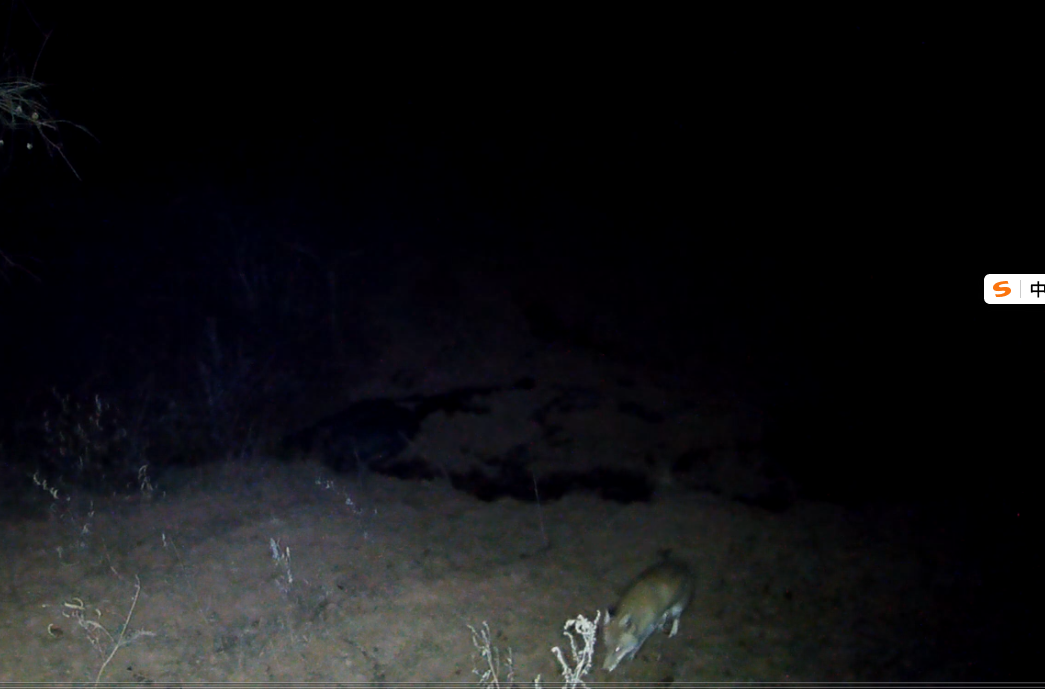 太统崆峒山自然保护区首次监测到国家Ⅱ级保护动物赤狐