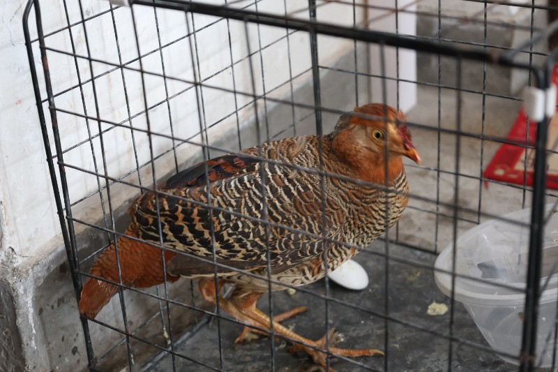 “鸟中凤凰”重归山林 ——甘肃太统崆峒山管护中心救助国家二级保护动物红腹锦鸡