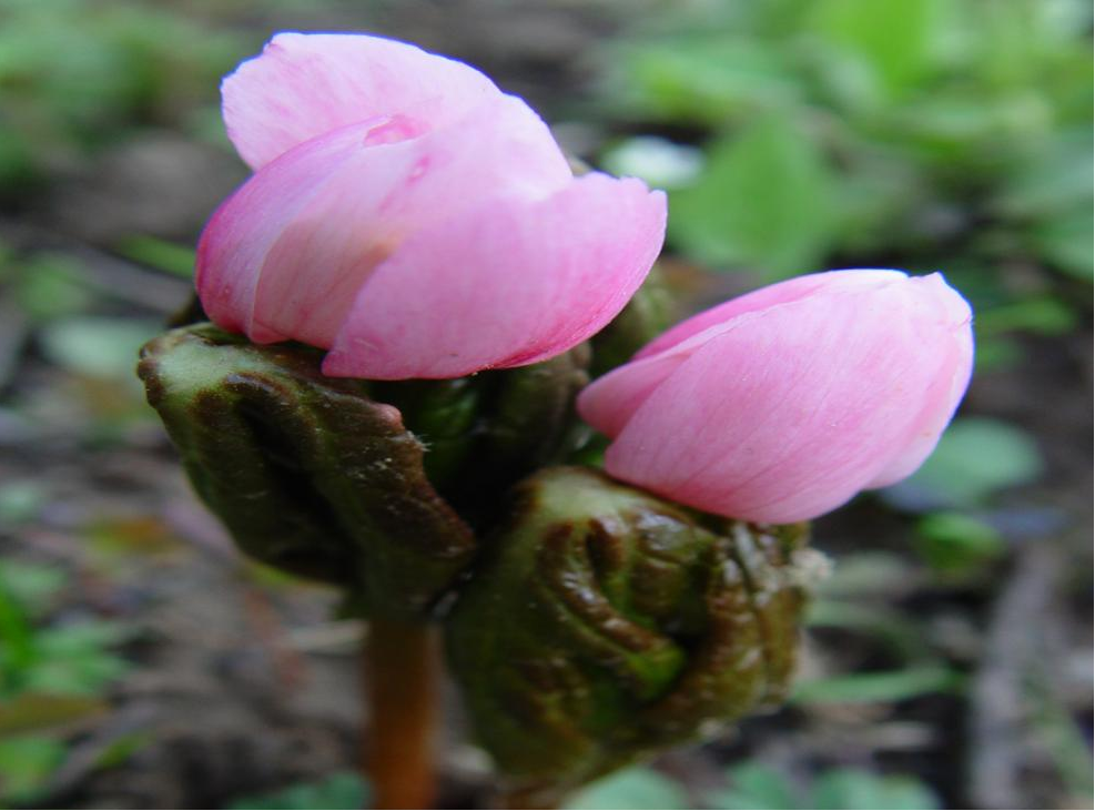 珍稀濒危植物桃儿七在甘肃莲花山保护区生长稳定