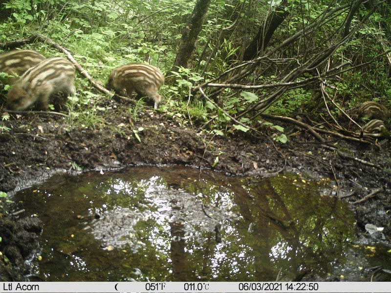 九甸峡保护站6月拍摄猪獾照片.JPG