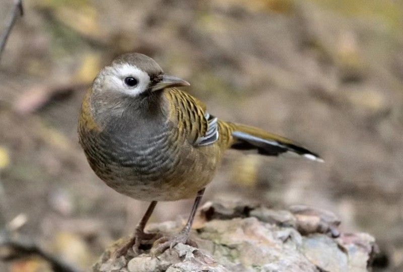 1700105798496299.jpg QQ图片20231116090144.jpg