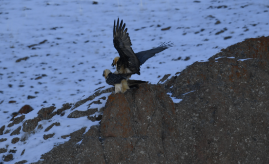 盐池湾管护中心拍到胡兀鹫孵蛋的珍贵画面2.png