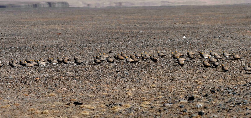 西藏毛腿沙鸡的温馨越冬地—盐池湾2.jpg