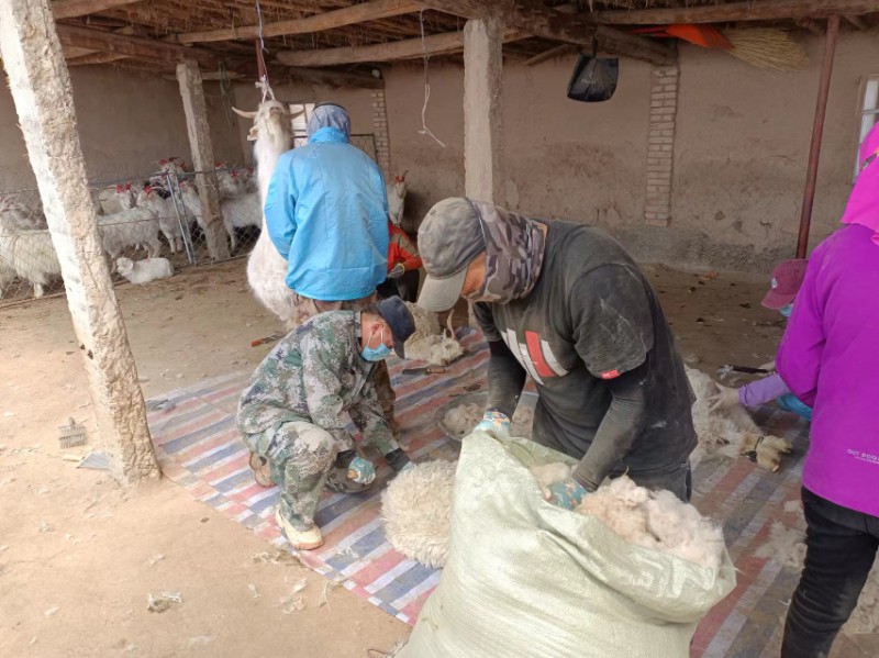 疏勒保护站工作人员帮助牧户剪羊毛.jpg