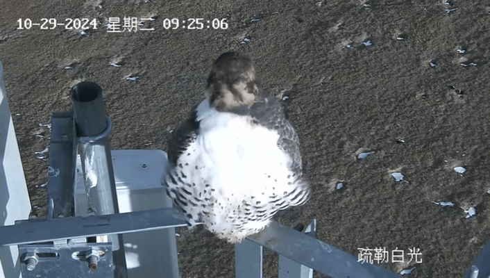 1730337750110028.gif 1.gif