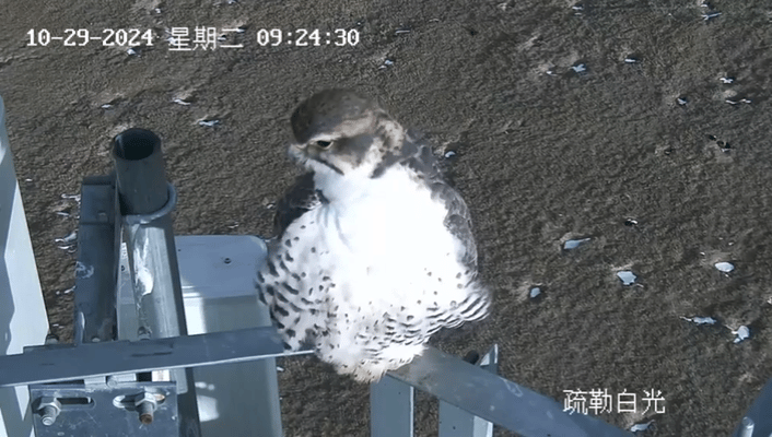 1730337785483957.gif 2.gif