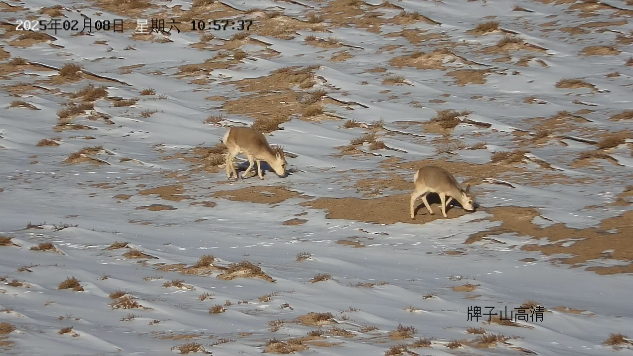 1739764337612137.png 图片3.png
