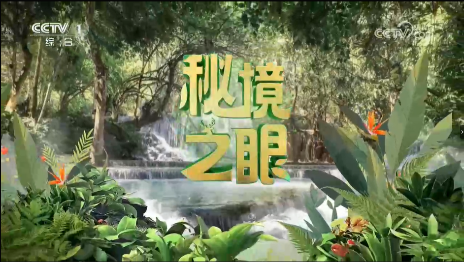 【CCTV1】秘境之眼 蓝马鸡