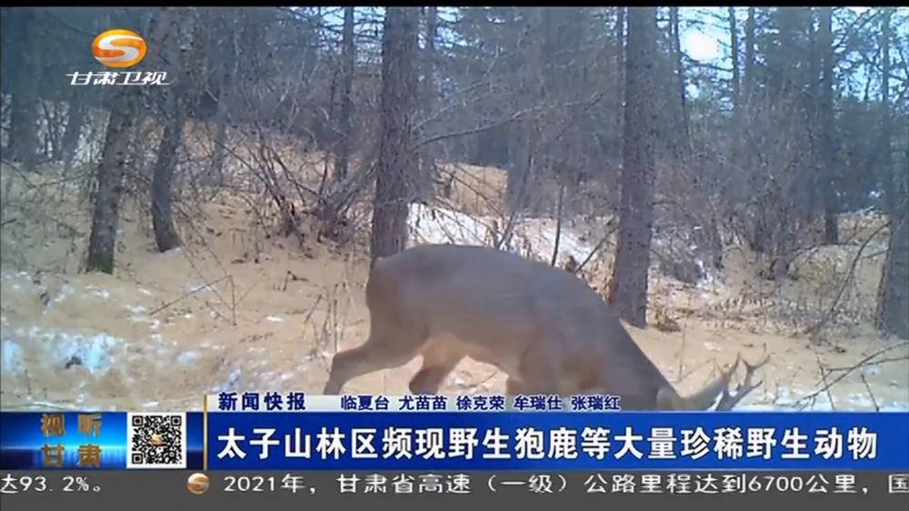 [甘肃新闻]新闻快报 太子山林区频现野生狍鹿等大量珍稀野生动物