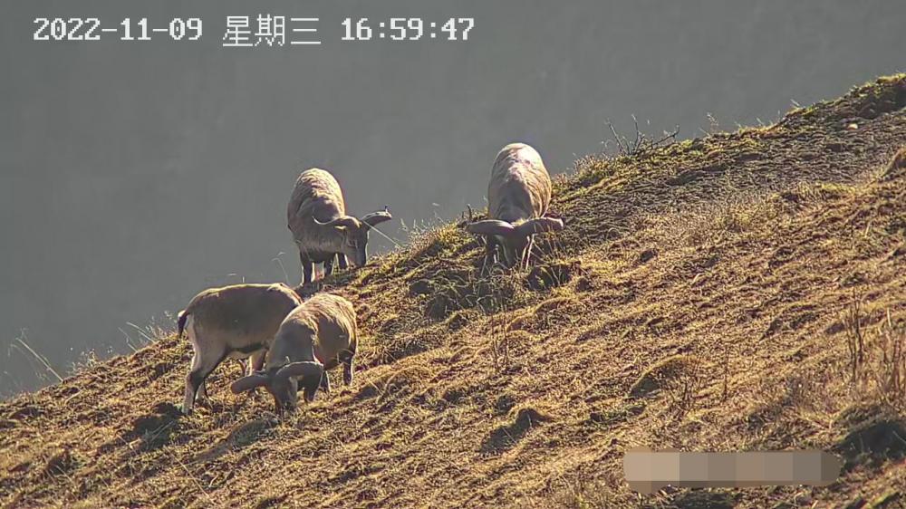 甘肃太子山保护区首次监测到岩羊