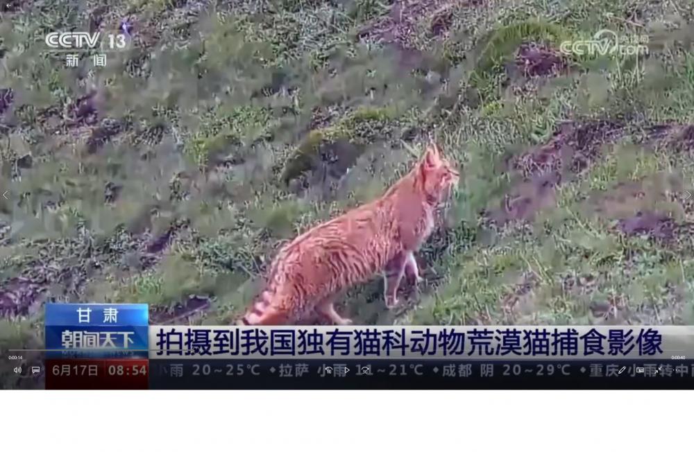 【朝闻天下】甘肃太子山保护区拍摄到我国独有猫科动物荒漠猫的捕食影像