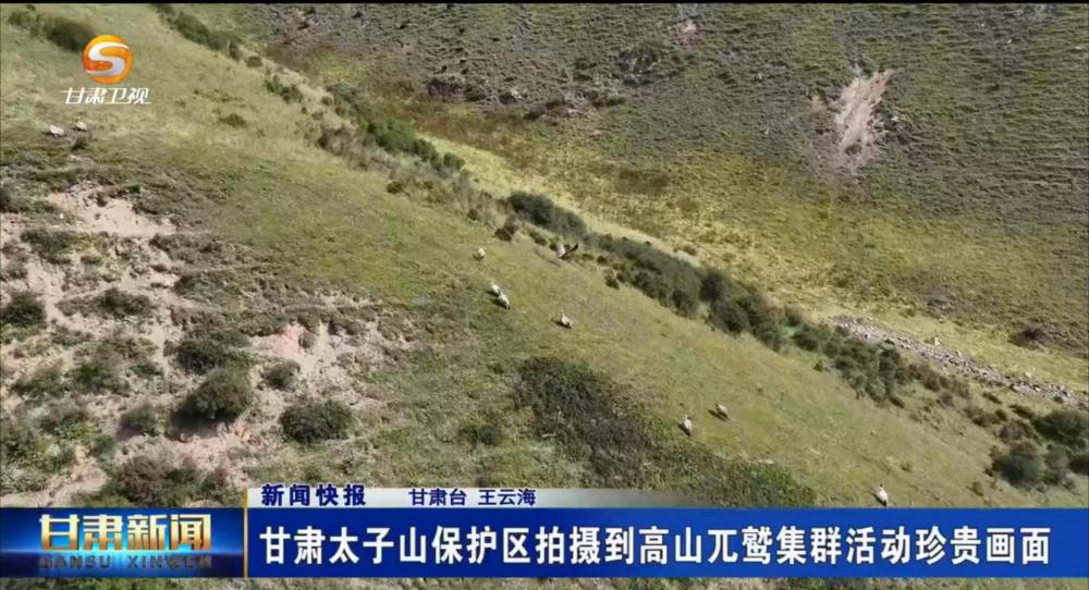 【甘肃新闻】甘肃太子山保护区拍摄到高山兀鹫集群活动珍贵画面
