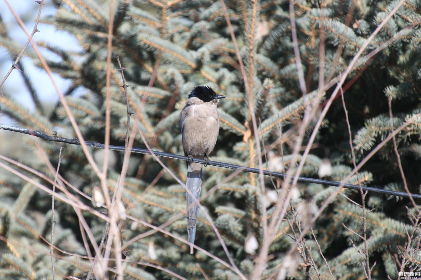 【国家林业和草原局】甘肃太子山：灰喜鹊登枝报春