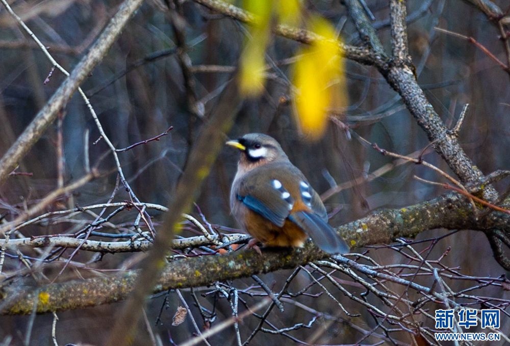 【新华网客户端】甘肃太子山：“黑白脸”黑额山噪鹛打卡觅食