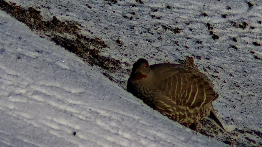 【奔流新闻】甘肃太子山国家级自然保护区丨红喉雉鹑雪后集群觅食
