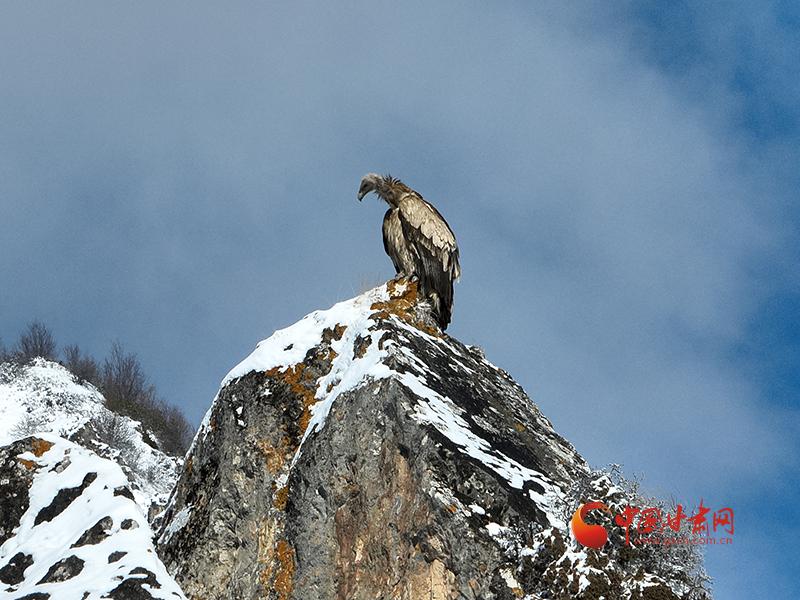 【中国甘肃网 】甘肃太子山：高山兀鹫“霸气”出镜