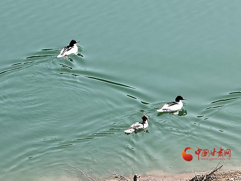 【中国甘肃网】太子山：好生态吸引秋沙鸭来打卡戏水