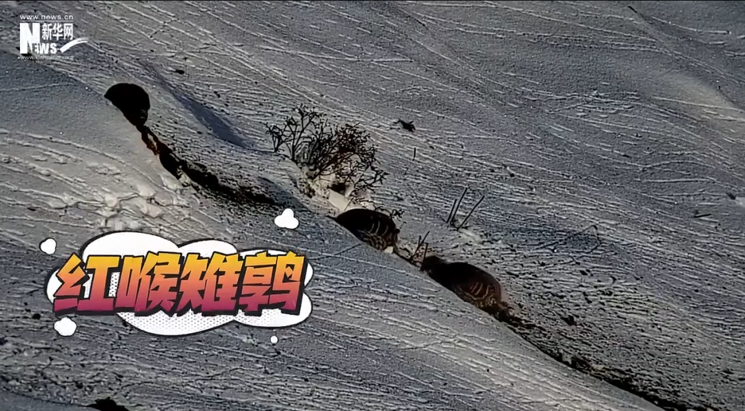 【学习强国】甘肃太子山保护区：红喉雉鹑雪地“组团”觅食