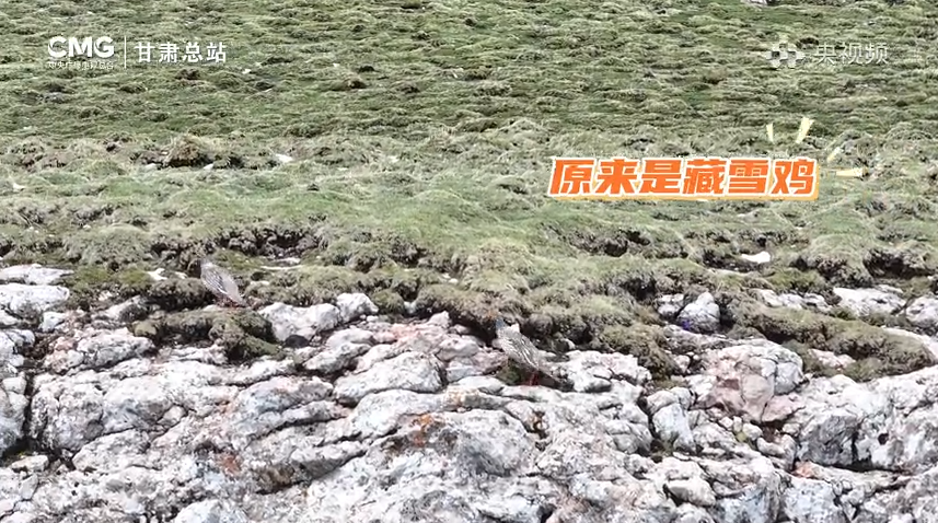 【央视频】海拔4000米的惊喜 藏雪鸡现身甘肃太子山