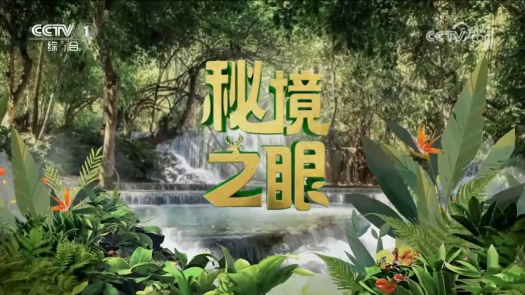 【CCTV1秘境之眼】红喉雉鹑