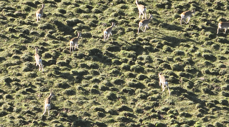 【国家林业和草原局】甘肃太子山保护区藏原羚首次集群“打卡”