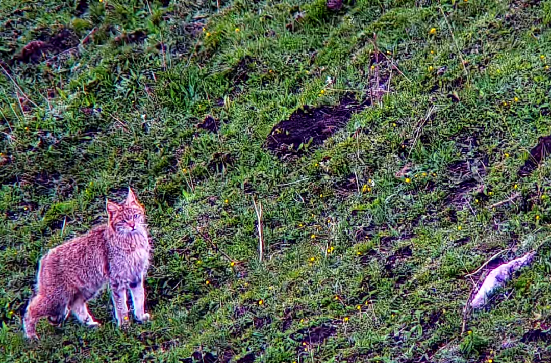 【中国甘肃网】甘肃太子山国家级自然保护区连续3年拍摄到荒漠猫活动