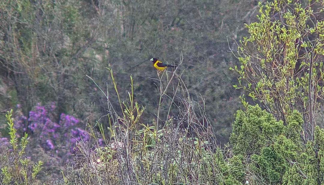 【中国甘肃网】生态向好迎“新住户” 甘肃太子山国家级自然保护区首次监测拍摄到黄颈拟蜡嘴雀