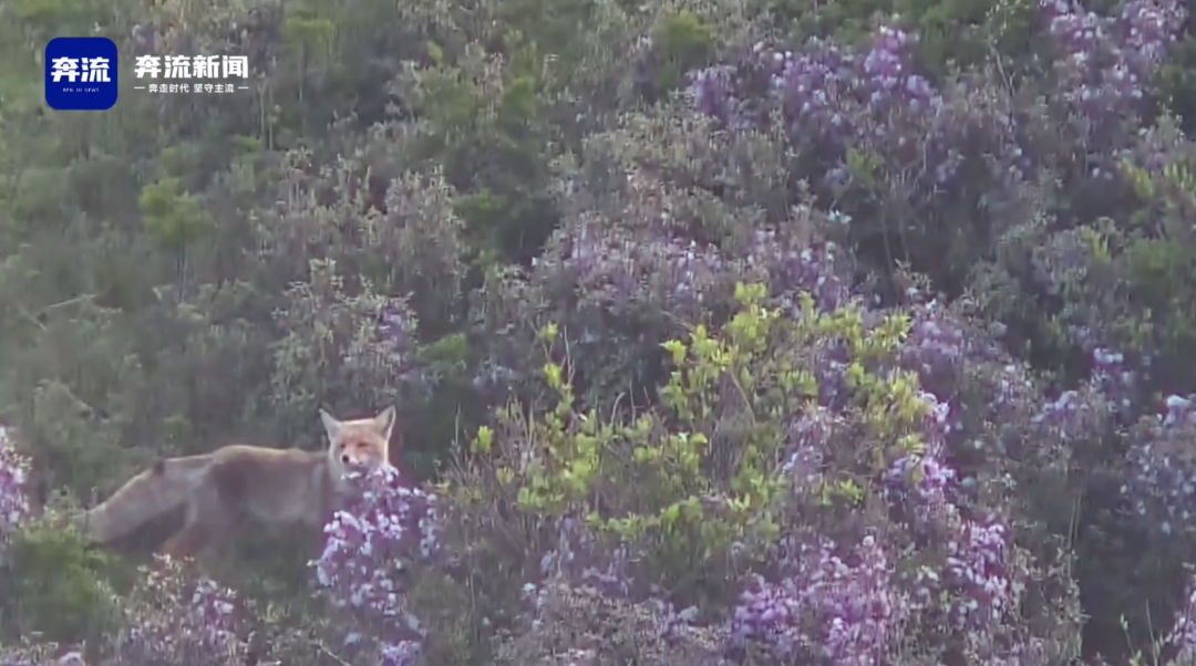 【奔流新闻】赤狐漫步甘肃太子山