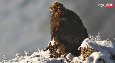 【搜狐】生态向好！甘肃太子山保护区再现 “猛禽…