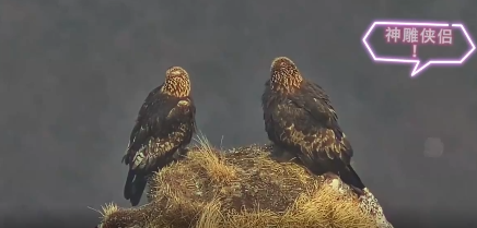 【凤凰网甘肃】“神雕侠侣”打卡甘肃太子山保护区　霸气得嘞